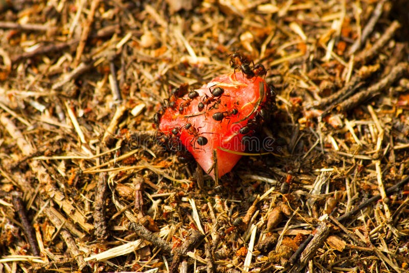 This close-up photograph captures a fascinating scene of ants consuming a vibrant red fruit, likely a piece of watermelon, amidst the earthy texture of an anthill. The image highlights the industrious nature of ants and their collective foraging behavior in their natural habitat. It is perfect for illustrating concepts of teamwork, nature's ecosystem, or insect behavior. Fruit scene stock images, royalty-free photos and pictures