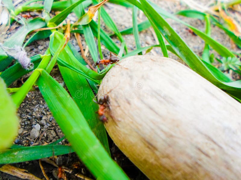 Ants and Anthill on the Ground among Plants Stock Image Image of