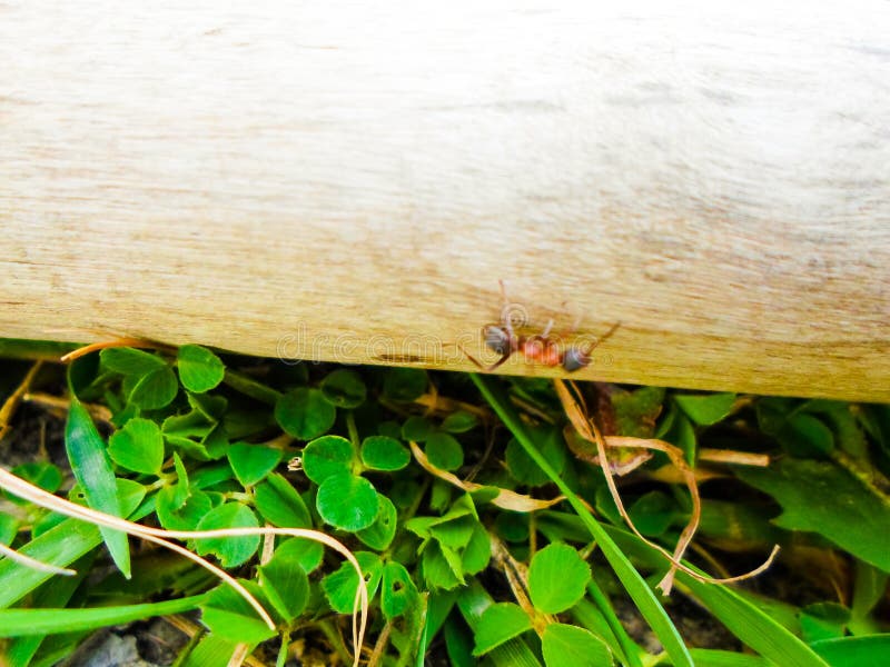 Ants and Anthill on the Ground among Plants Stock Image Image of
