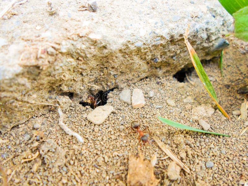 Ants and Anthill on the Ground Under the Stone Stock Photo Image of