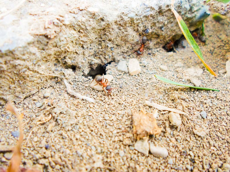 Ants and Anthill on the Ground Under the Stone Stock Image Image of