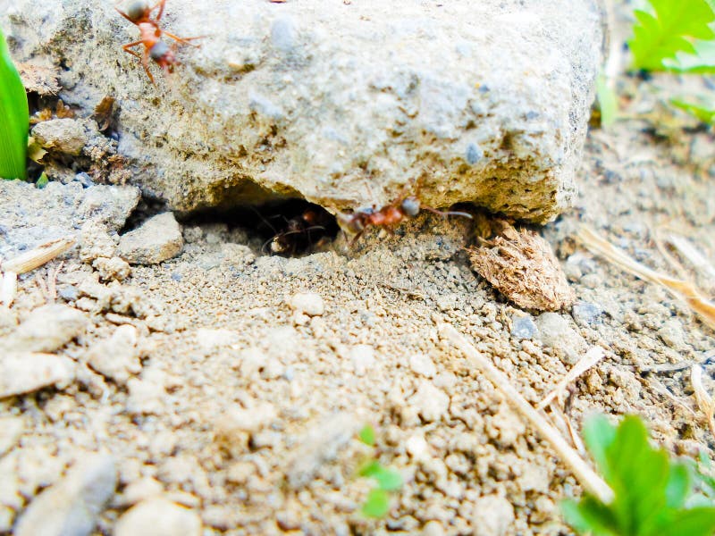 Ants and Anthill on the Ground Under the Stone Stock Photo Image of