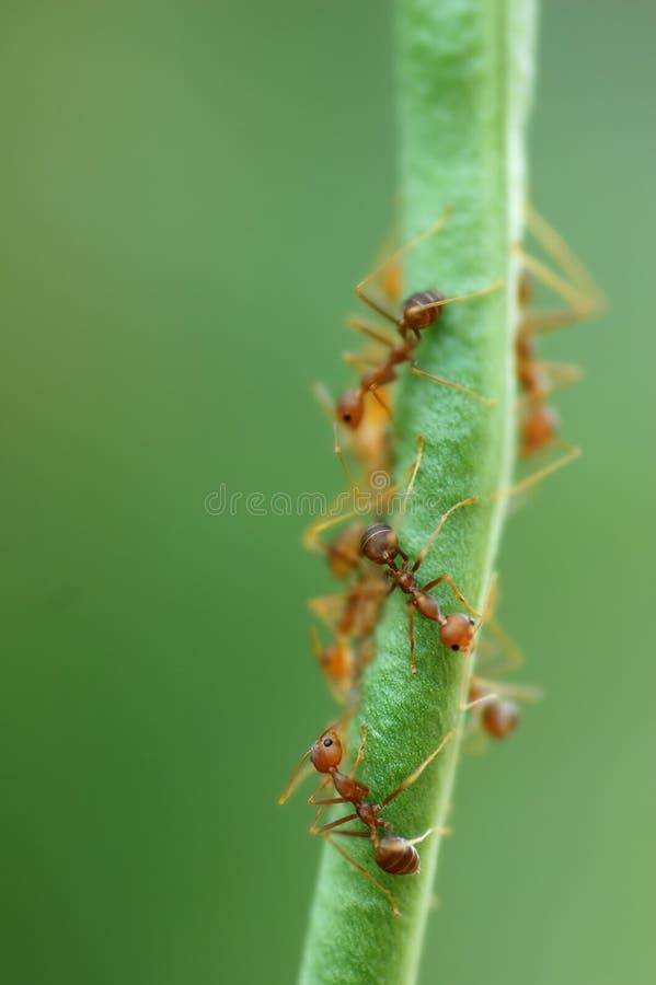 Ants on Bean royalty free stock photo