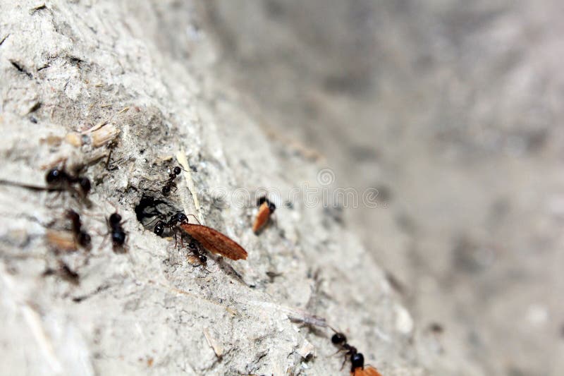 129 Bread Ants Stock Photos Free & RoyaltyFree Stock Photos from