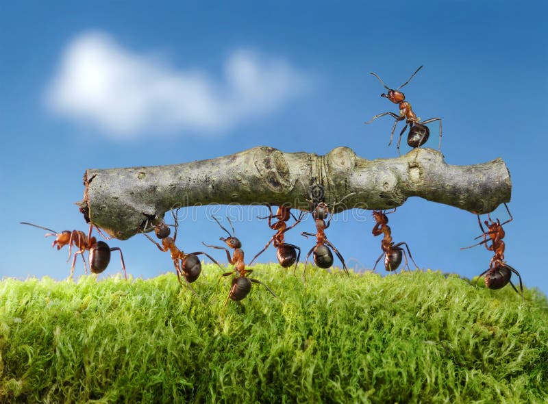 Ants carry log with chief on it, team work