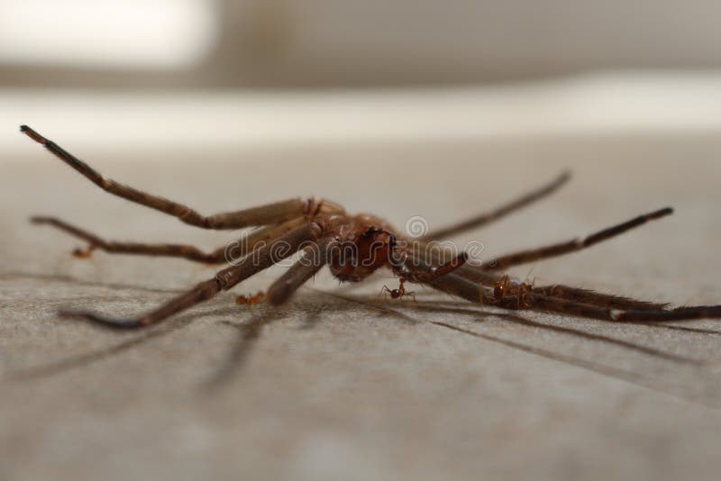 Ants carrying a dead spider royalty free stock images