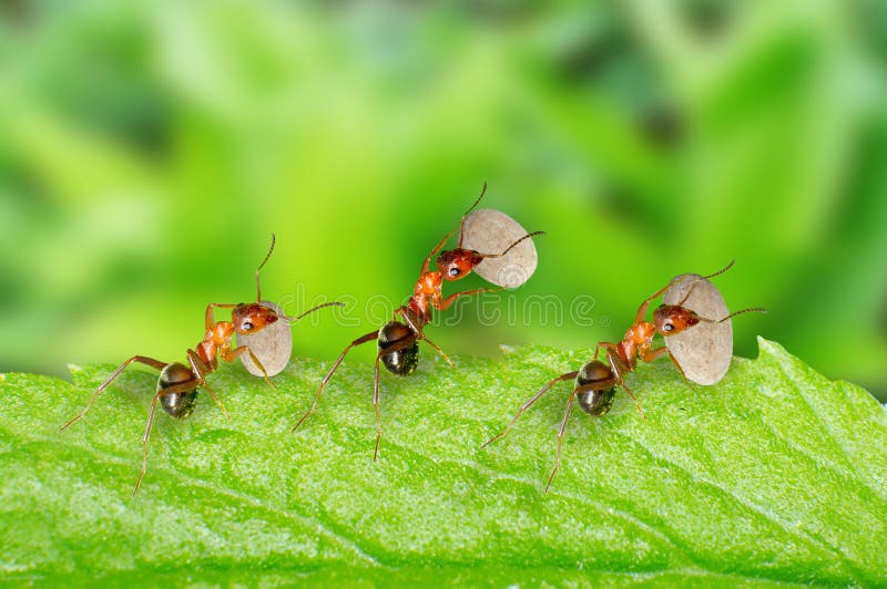 Ants carrying food stock image. Image of animals, group 27708723