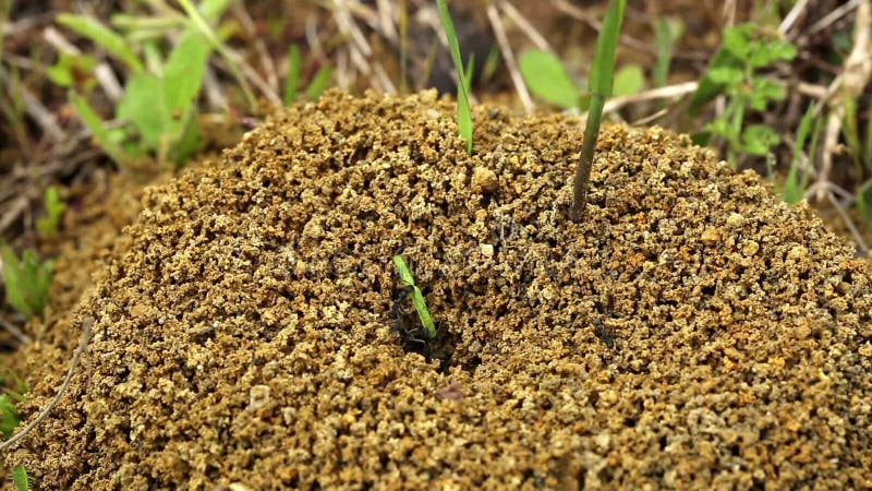 Ants carrying a green caterpillar to their anthill