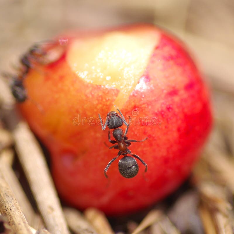 Ants and cherry