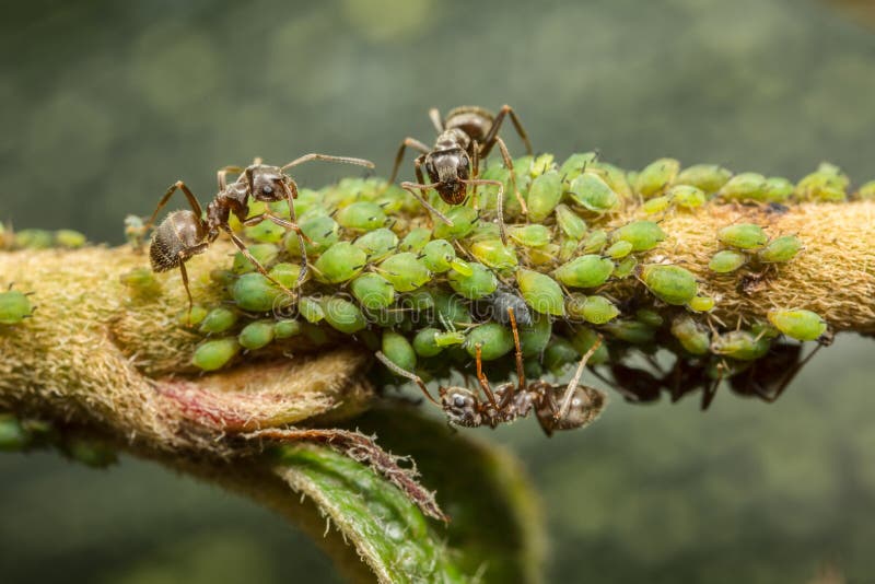Ants collecting honeydew from aphids stock photo
