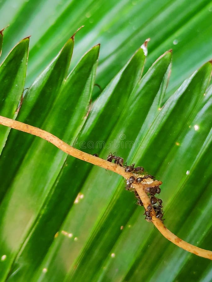 Ants colony on a tree stick macro shoot stock image