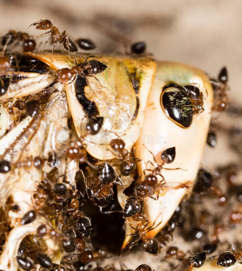 Ants Eat a Blacksmith in Nature Stock Photo Image of insect, super