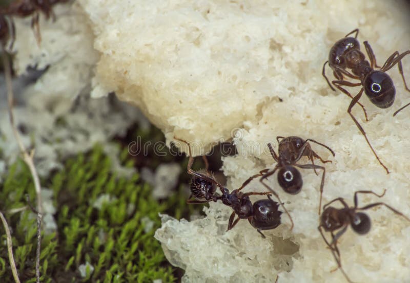 129 Ants Bread Stock Photos Free & RoyaltyFree Stock Photos from