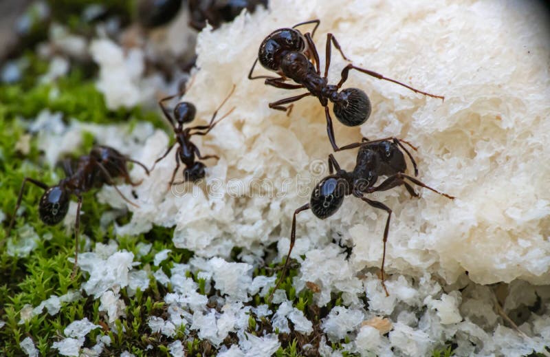 ants eat bread macro