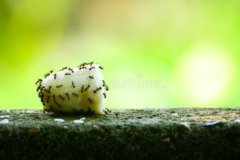 Ants eat food on wall. stock photo. Image of eating, family 90816960