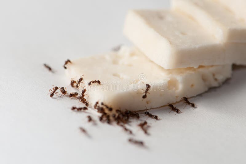 Mravenci jíst sýr na bílém pozadí.