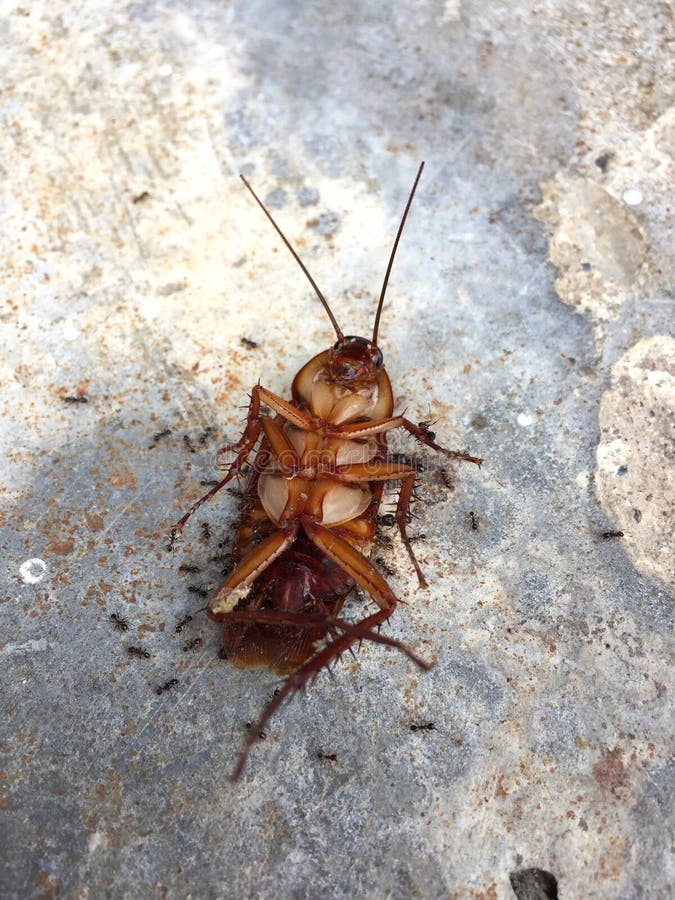Ants Eating Dead Cockroach. Stock Photo Image of death, kill 155468226