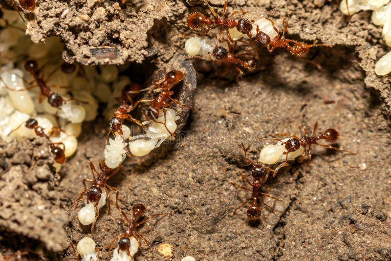 Červená s mravenci bílých vajec na mraveniště.