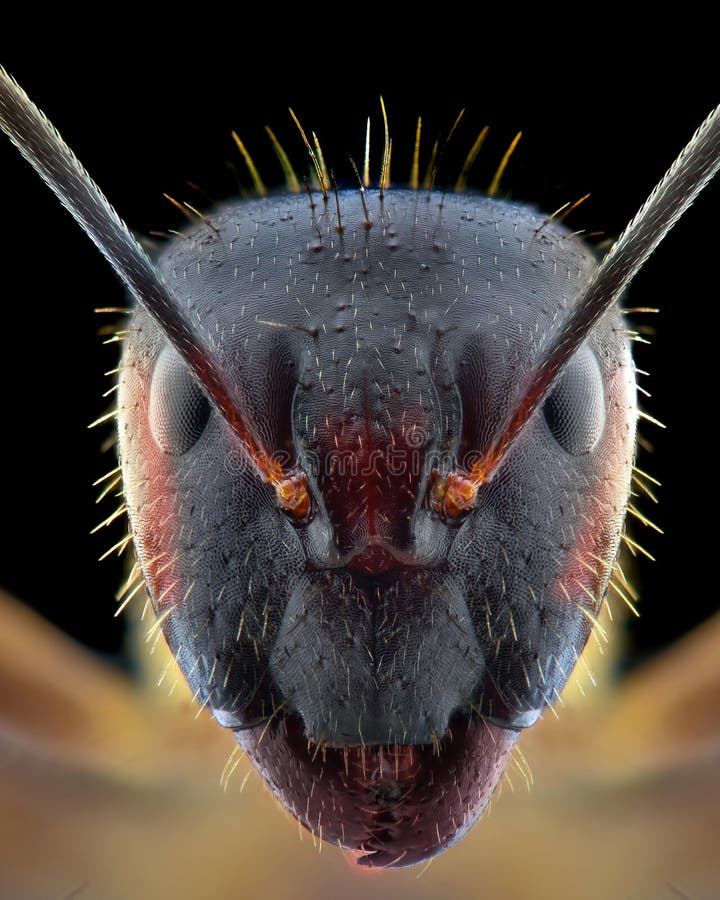 Collection 91+ Images close up pic of an ants face Updated