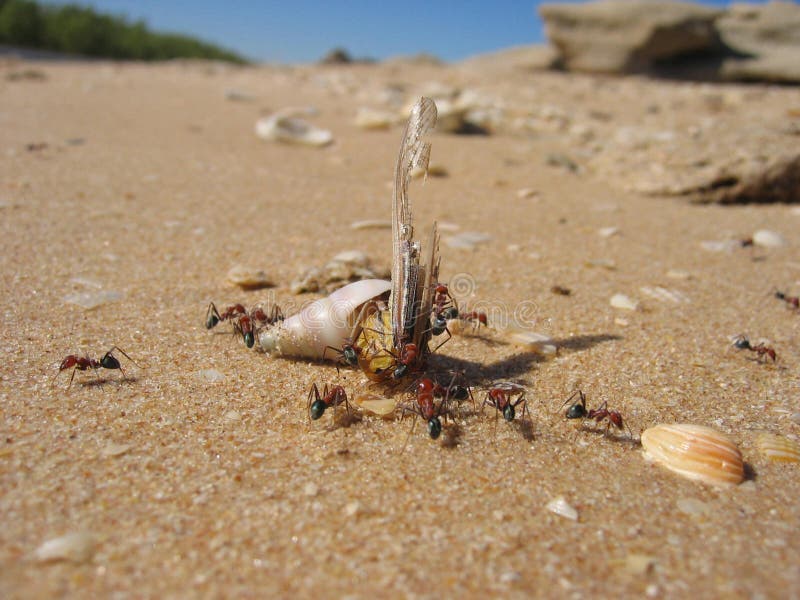 Ants Fighting A Hermit Crab For A Meal Stock Image Image of survival