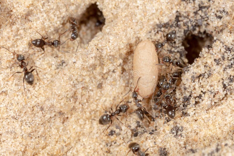 Ants and Formic Eggs in Nature Stock Photo Image of arthropod
