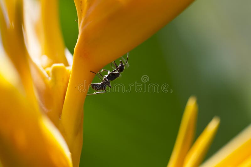 Ants on Heliconia Closeup II