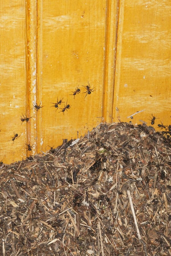 Ants invading an old house