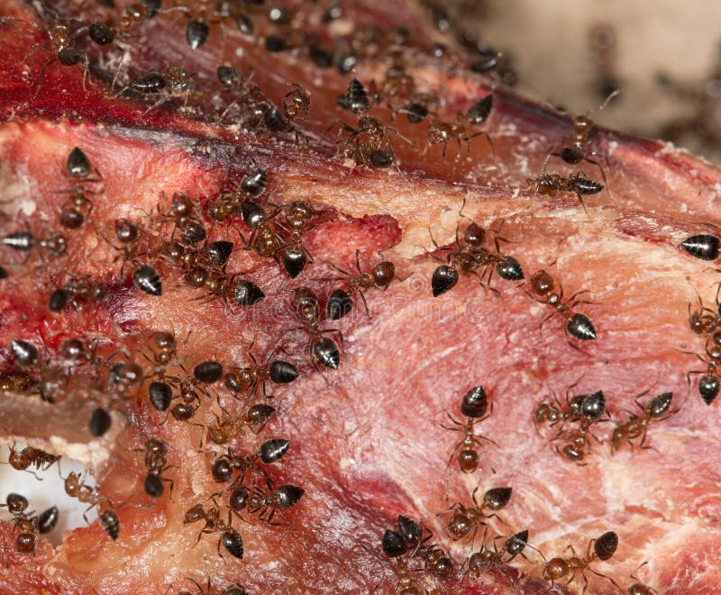 Ants on the Meat Like Background Stock Photo Image of formica