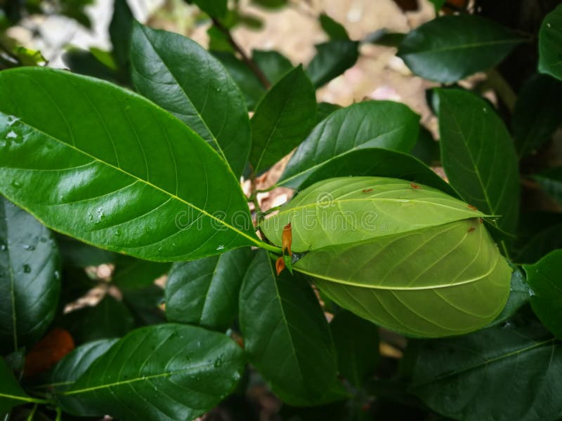 Ants nest on tree , an ant`s nest with a lot of red ant that build nest to prepare for eggs ant stock photos Ants nest on tree , an ant`s nest with a lot of red ant that build nest to prepare for eggs ant stock photos