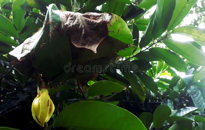 Ants nest on the tree, near the yellow flowers. royalty free stock photography Ants nest on the tree, near the yellow flowers. royalty free stock photography