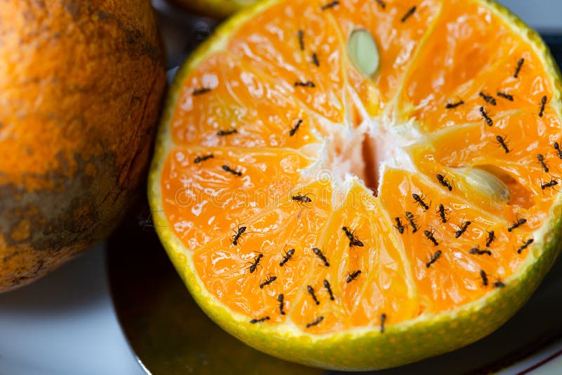 Ants on the Orange Flowers, Nature Background Wallpaper Stock Photo