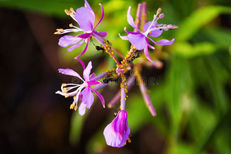 Ants on a pink flower stock photo Ants on a pink flower stock photo
