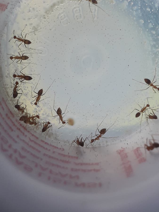 Ants stock photo. Image of insect, pattern, leaf, plastic 213094890