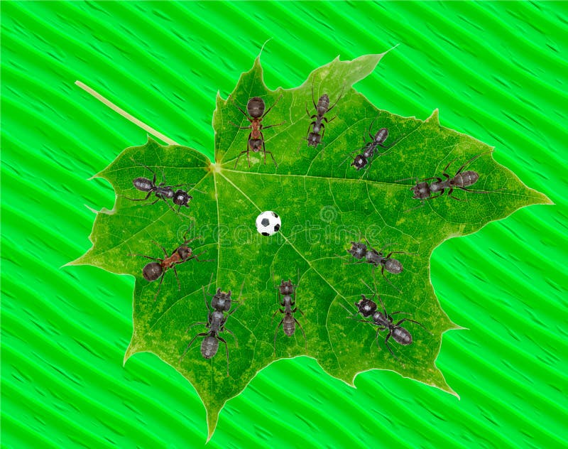 Ants Play Soccer on Green Leaf Stock Image - Image of animals, stadium:  102220811