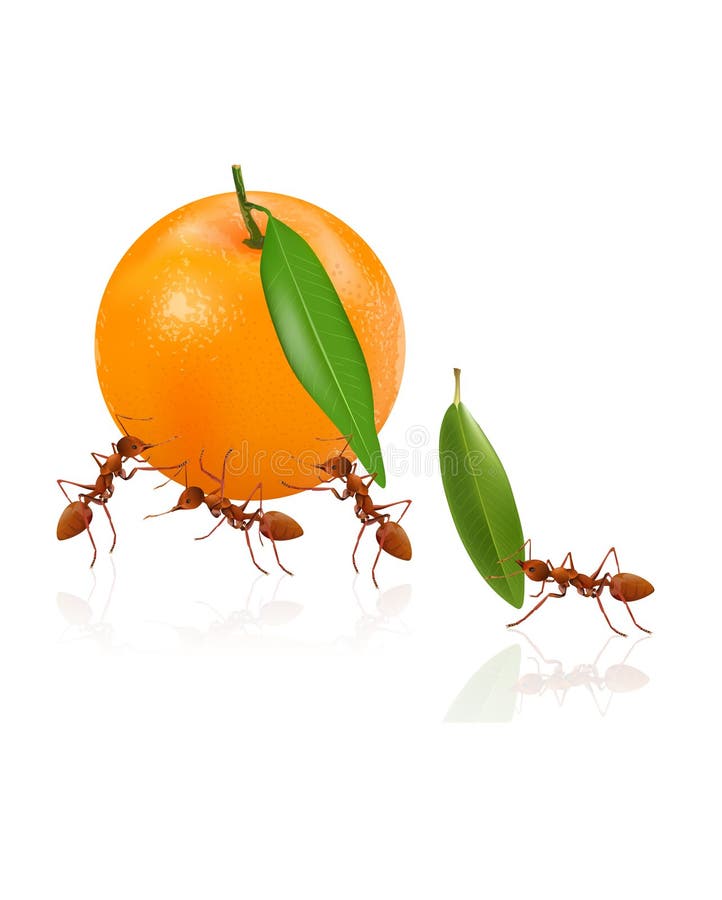 The Ants Powerful Carrying Orange Stock Vector Illustration of orange