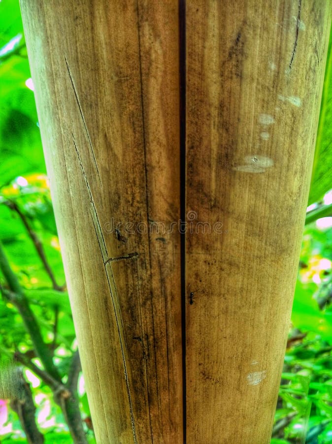 Ants are walking on bamboo stock photo. Image of wall 139567272
