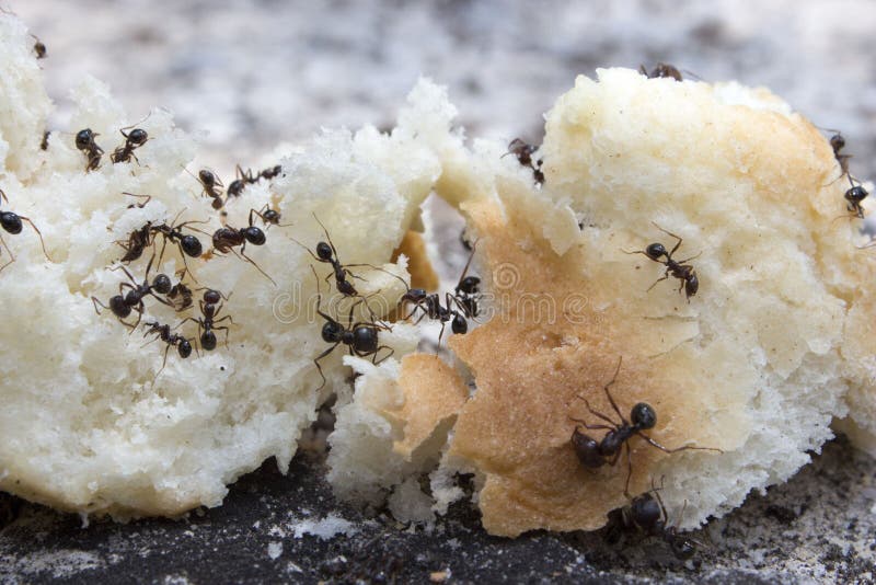 159 Ants Bread Stock Photos Free & RoyaltyFree Stock Photos from