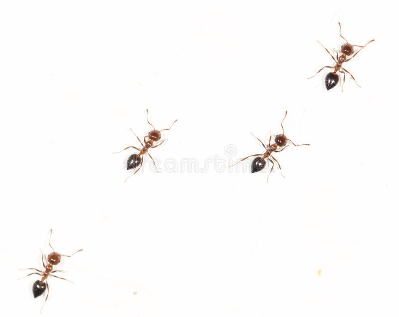 Ants on a white wall. Similitude, segments.