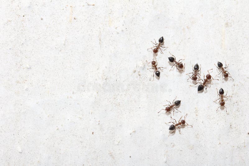 Ants on a white wall. macro