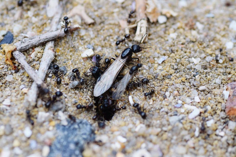 Ants at Work on Sandy Beach Stock Image Image of arthropod, sand