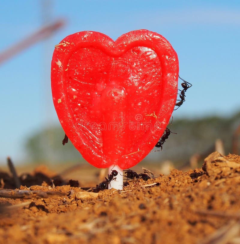 427 Ants Love Stock Photos Free & RoyaltyFree Stock Photos from