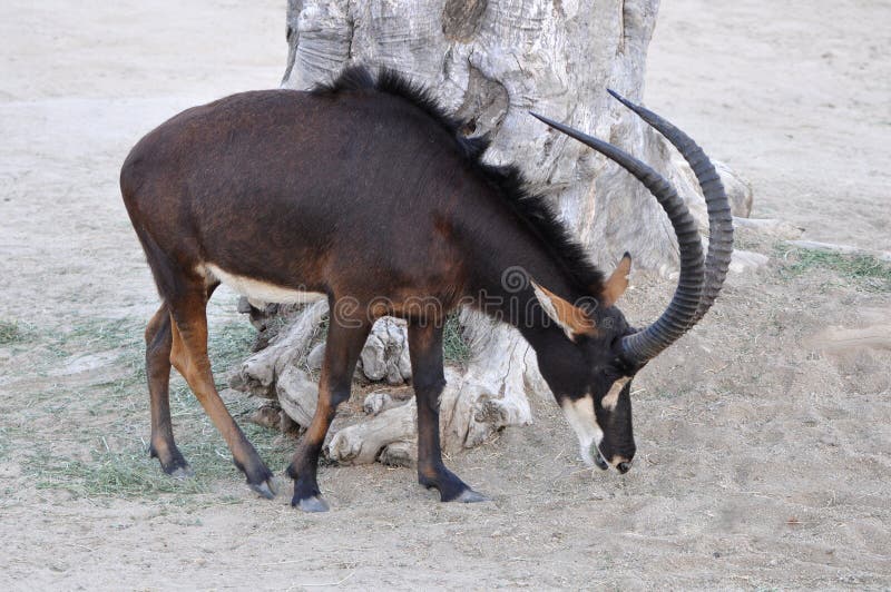 A single Sable Antelope (Hippotragus niger niger) grazing at dusk. A single Sable Antelope (Hippotragus niger niger) grazing at dusk