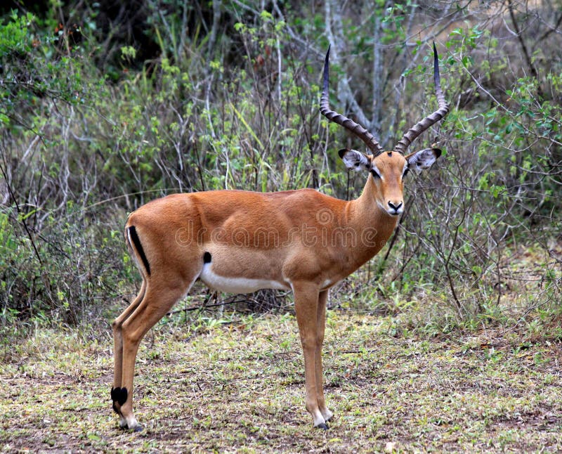 antylopy impala obraz royalty free antylopy impala obraz royalty free