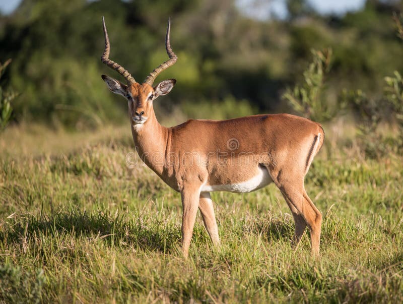 Antílope da impala na grama longa em África imagem de stock royalty free Antílope da impala na grama longa em África imagem de stock royalty free