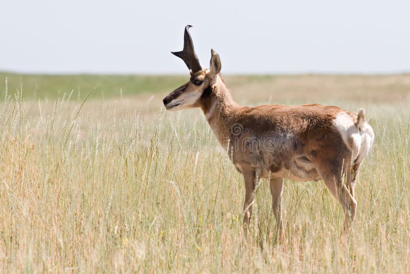 Antílope de Pronghorn fotografía de archivo libre de regalías Antílope de Pronghorn fotografía de archivo libre de regalías