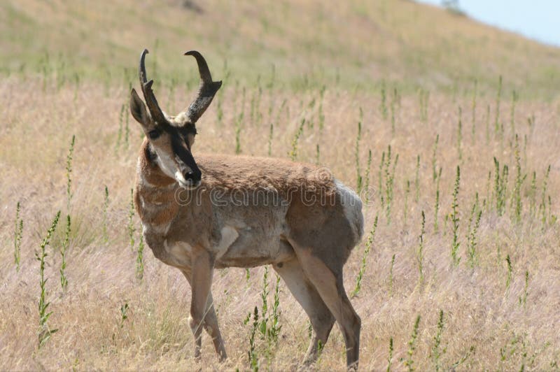 Antílope de Pronghorn - parque de isla estado del antílope foto de archivo Antílope de Pronghorn - parque de isla estado del antílope foto de archivo