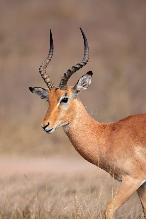 Monocromo De Dos Rinocerontes Del Blanco Foto de archivo - Imagen de