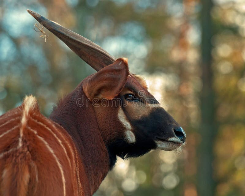 Antílope dos bongos, eurycerus do Tragelaphus dos bongos imagens de stock Antílope dos bongos, eurycerus do Tragelaphus dos bongos imagens de stock