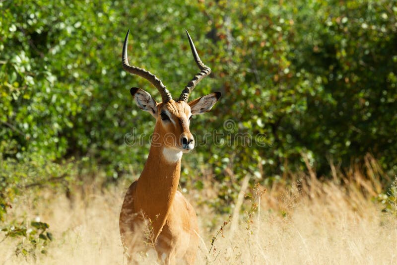 Antílope Moremi animais selvagens de Botswana da impala, África fotografia de stock royalty free Antílope Moremi animais selvagens de Botswana da impala, África fotografia de stock royalty free