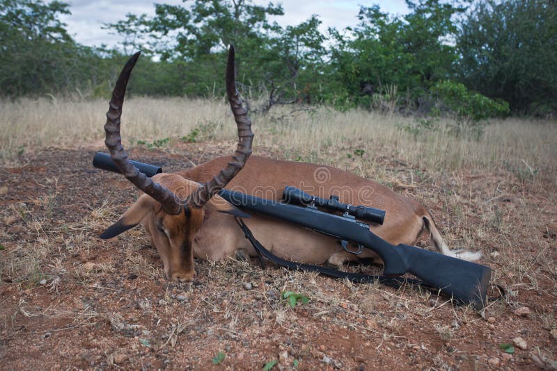Antílope y rifle del impala del varón adulto del trofeo después de cazar fotografía de archivo Antílope y rifle del impala del varón adulto del trofeo después de cazar fotografía de archivo